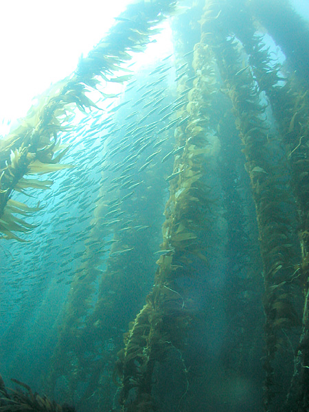 purple sea urchins