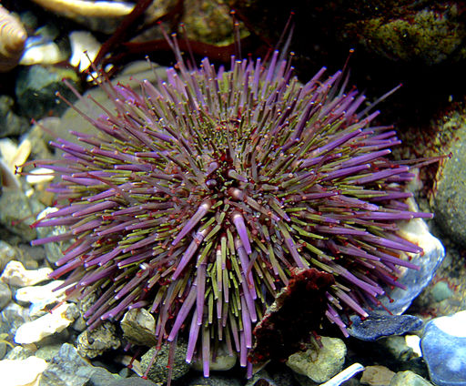 purple sea urchins